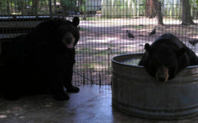 Our Bears