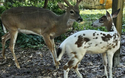 florida white tail deer
