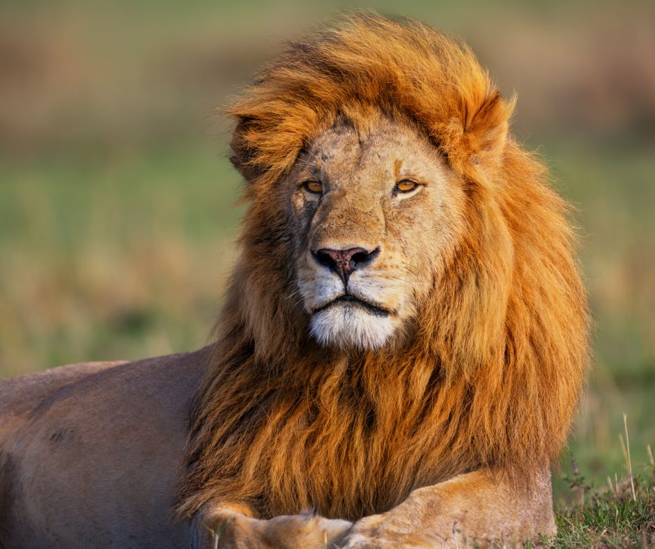 lions