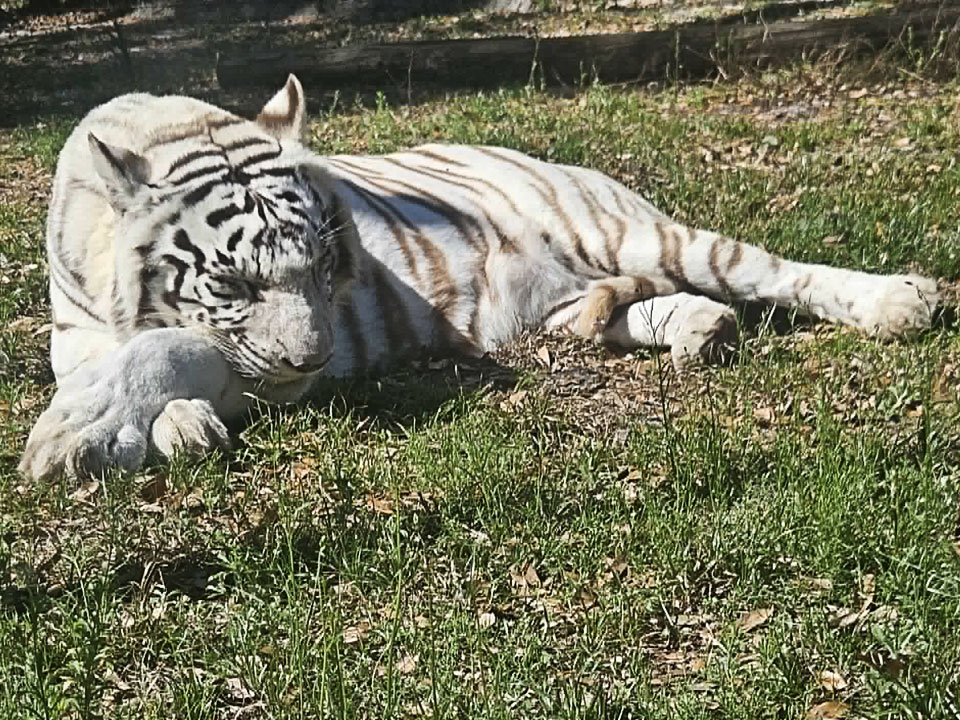 Stripes-Chillin