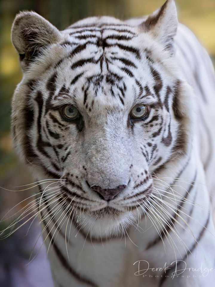 Stripes-looking-curious