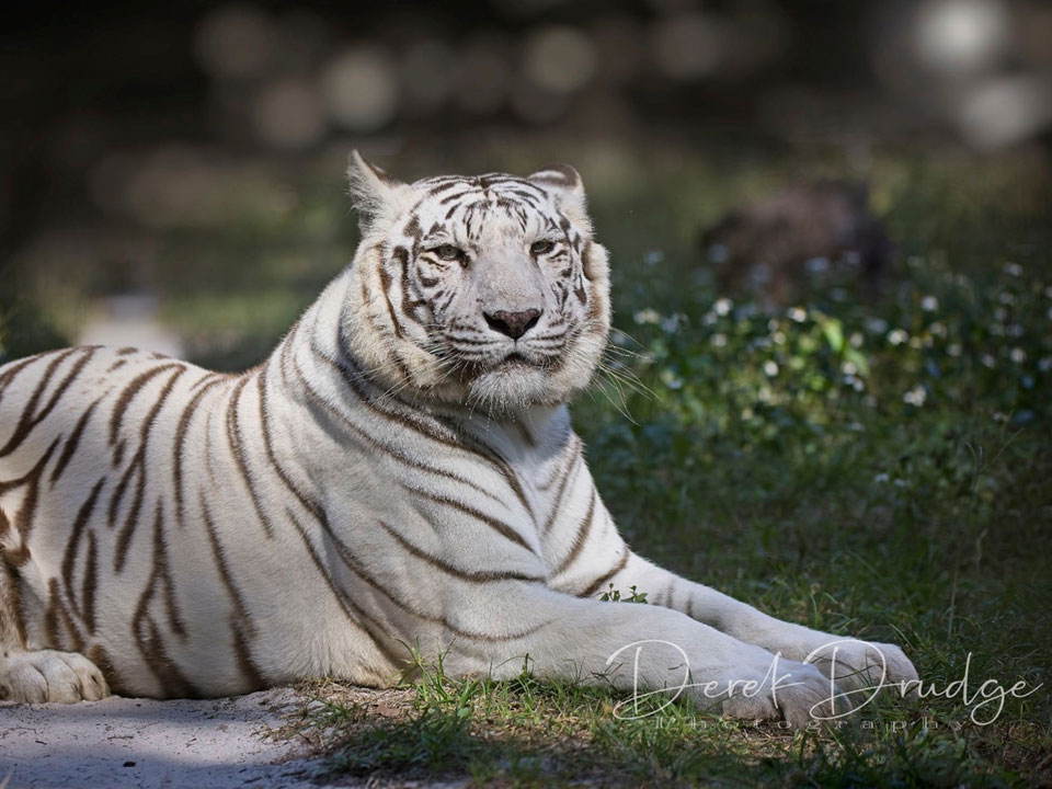 Stripes-the-White-Tiger